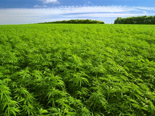 Lush idealized marijuana field in bright sunshine